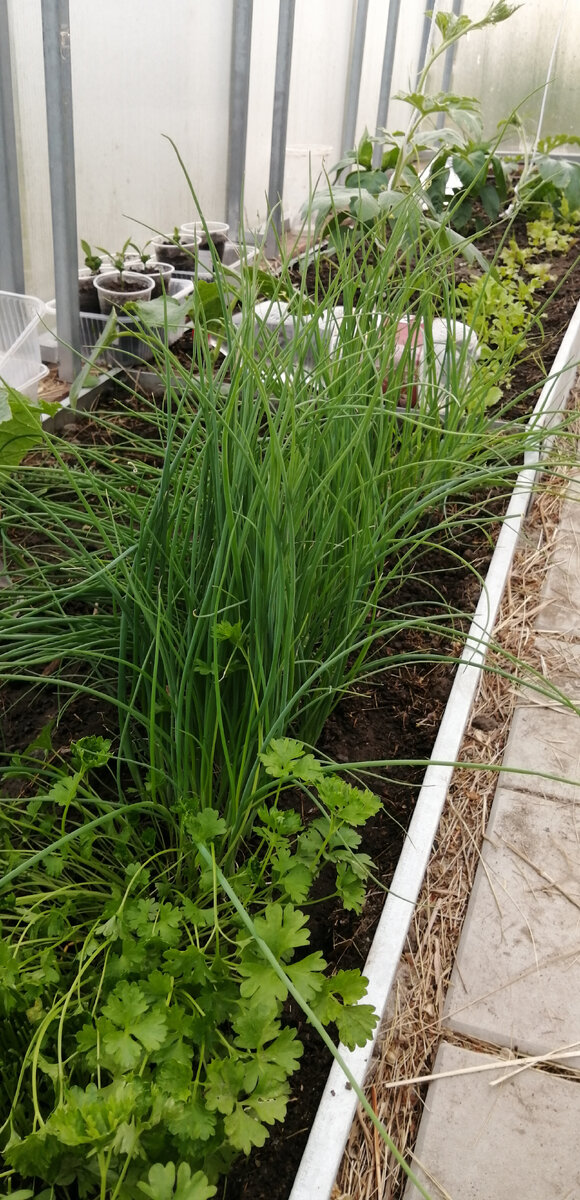 Лук "чернушка" в теплице