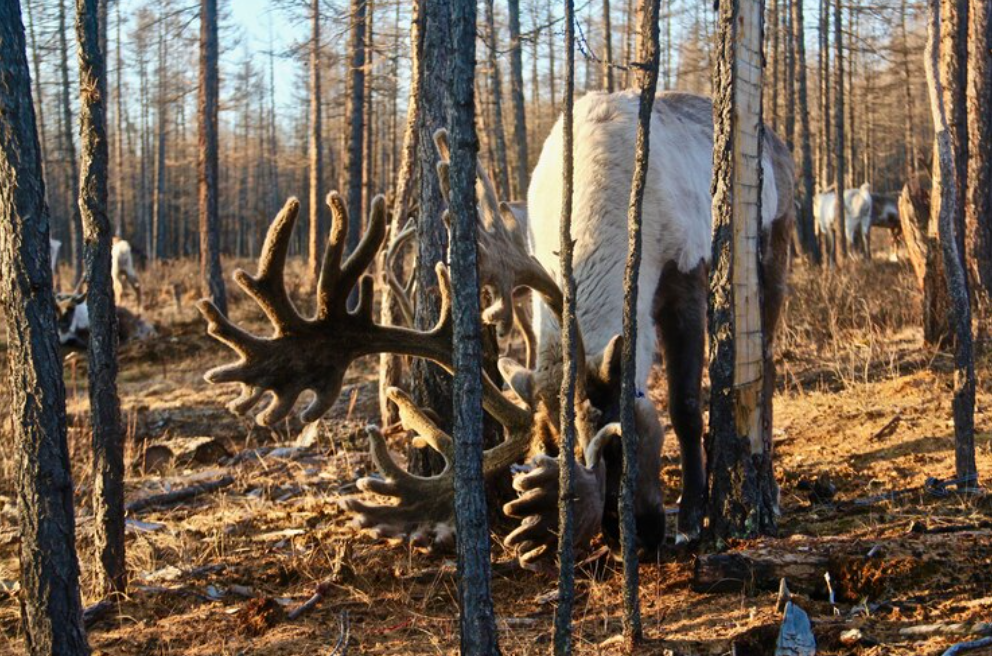 Северный Лось. Дикие животные Новосибирской области. Дикие животные в Нарьян-Маре.