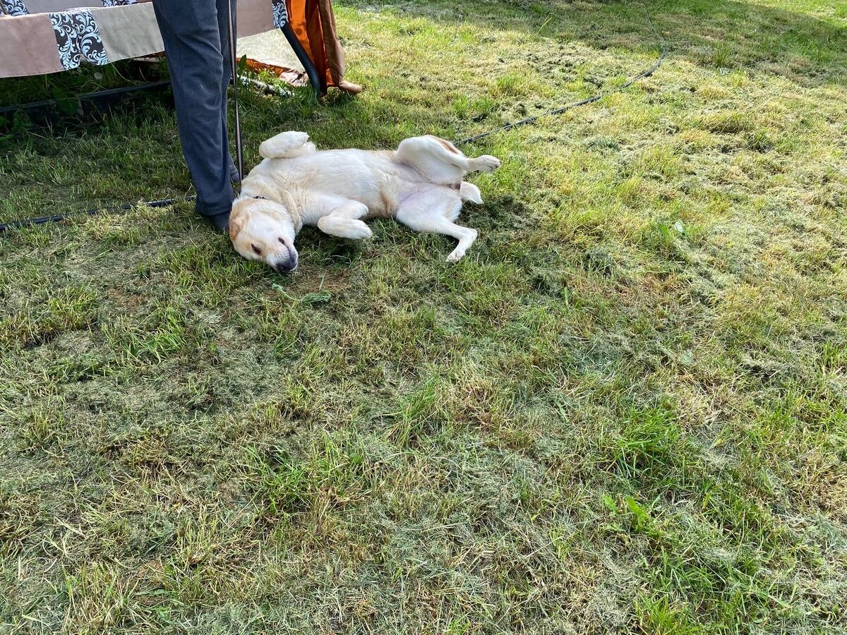 Джесси обожает почесушки 