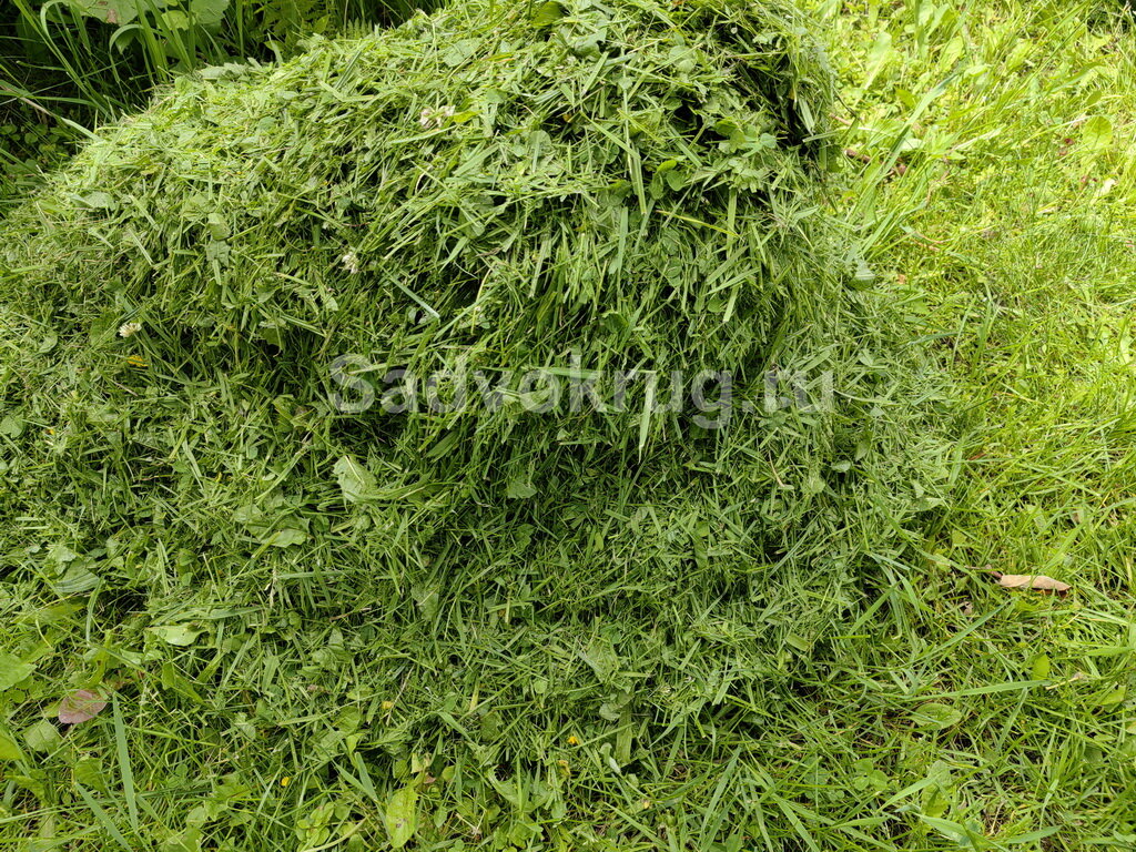 Свежескошенная трава.