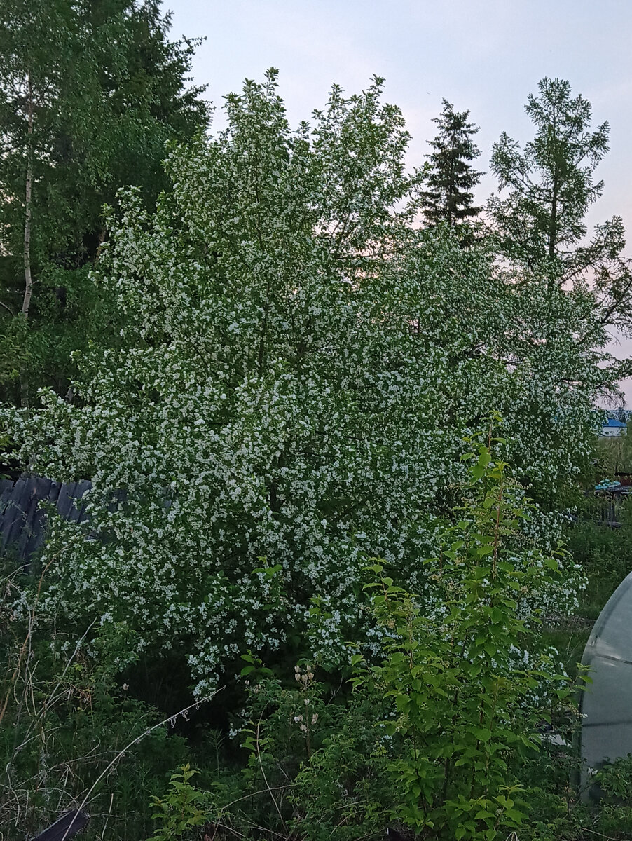 Яблоня у кого-то,вроде ранетка