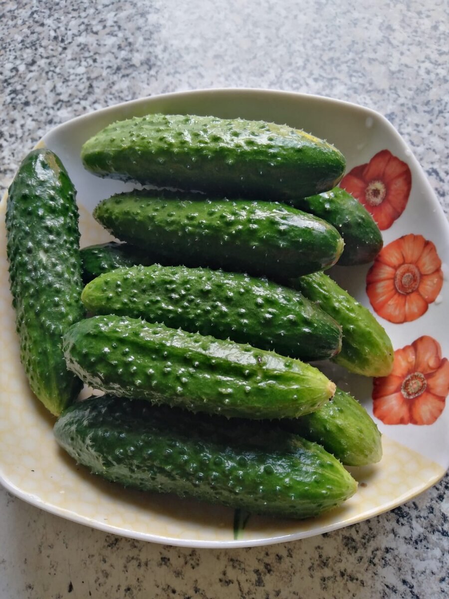 У свекрови выросли первые огурчики