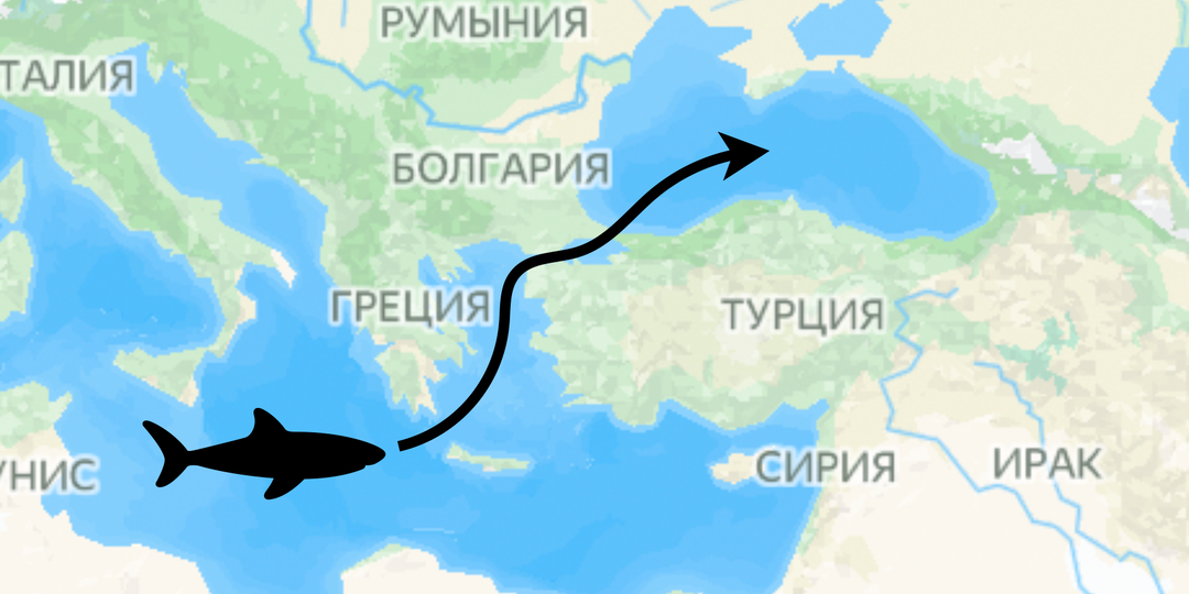 После трагического случая в Египте возникает вопрос, а может ли акула заплыть в Чёрное море?