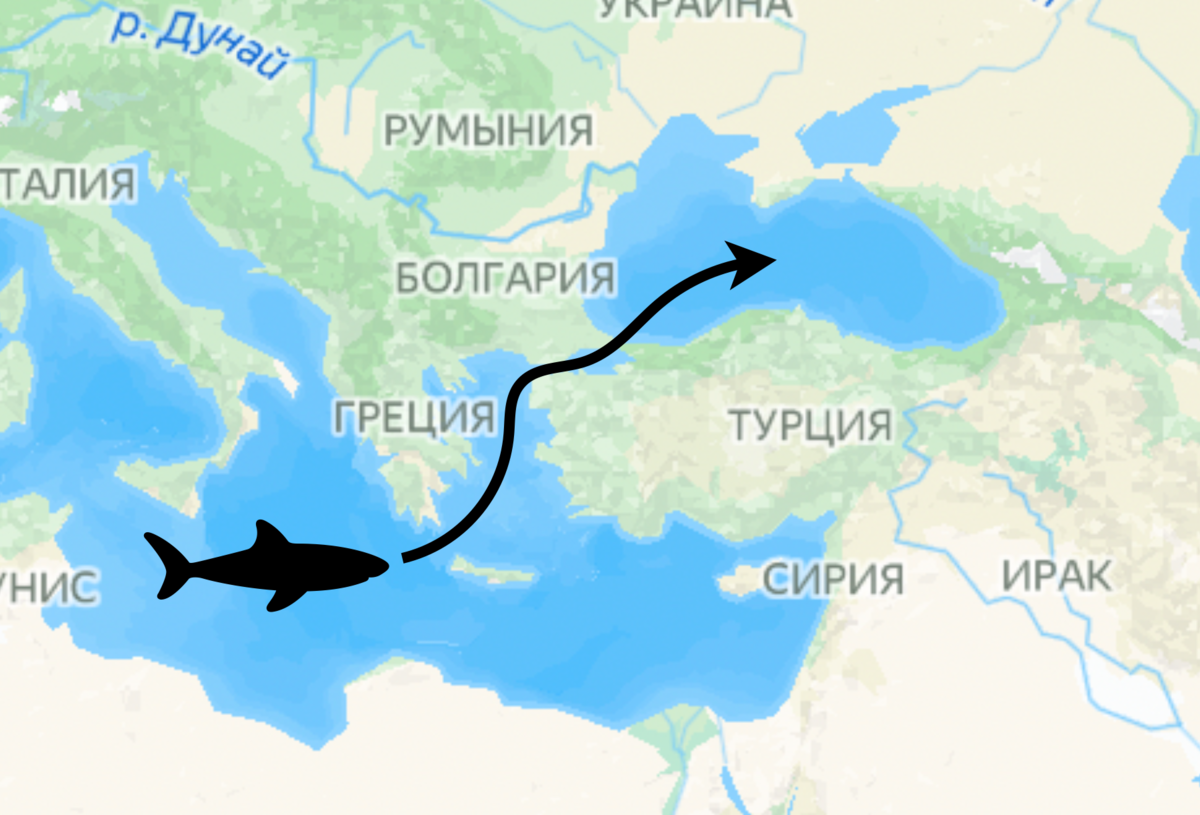 почему в черное море не заплывают акулы. акула в черном море 2021. самая опасная акула в черном море. катран акула черного моря. акулы в черном море.