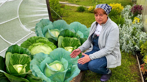 Выращивание капусты. Удачный вариант.