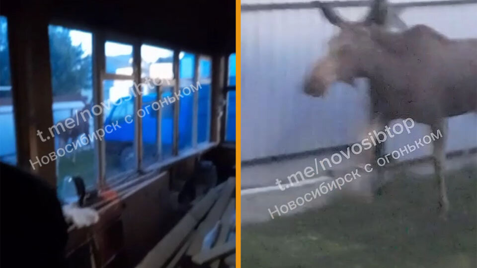 Лось в зоопарке