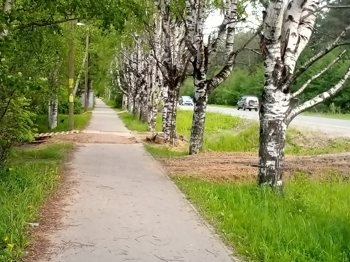 Красивые деревья, да? Фото моё.