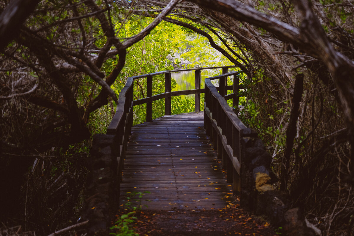 curvy-wooden-pathway-in-the-middle-trees-and-s-water-in-a-distance