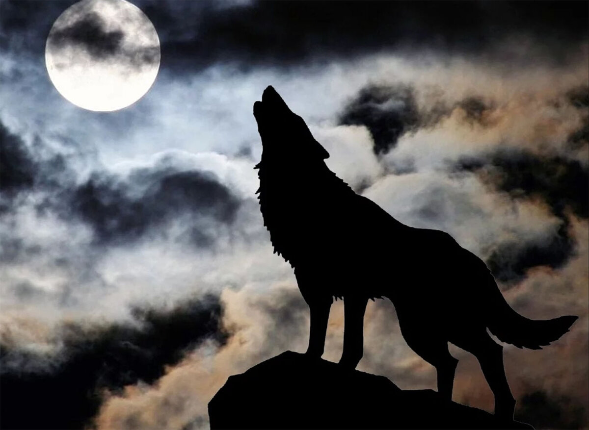 В народном фольклоре (то есть в обывательском представлении) образ волка-одиночки давно оброс всевозможными красивыми легендами.