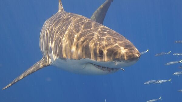    CC BY 2.0 / Elias Levy / Great White Shark