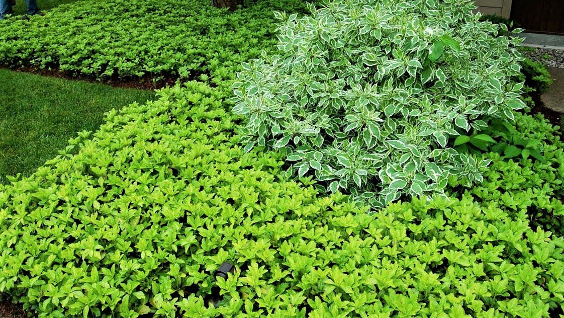 Красивые цветы, которые со временем вытеснят сорняки! | GardenLife | Дзен