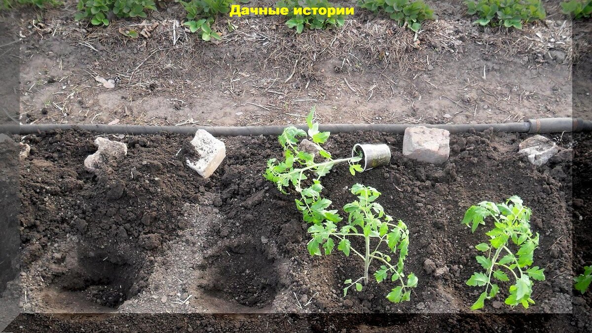 Высадка помидор в лунку