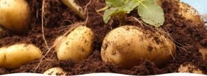 Преимущества ранней посадки картофеля