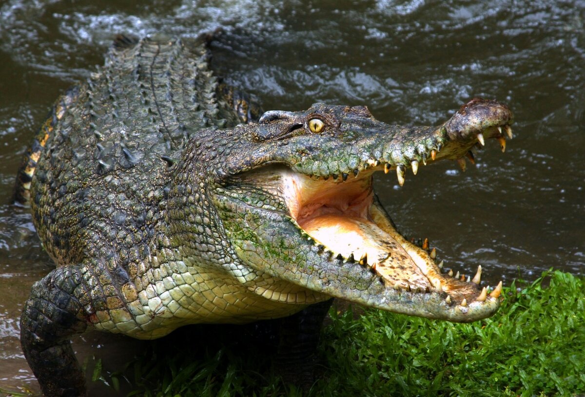 Фото: https://wp-s.ru/wallpapers/5/7/474031918746459/krokodil-alligator-otkrytaya-past.jpg