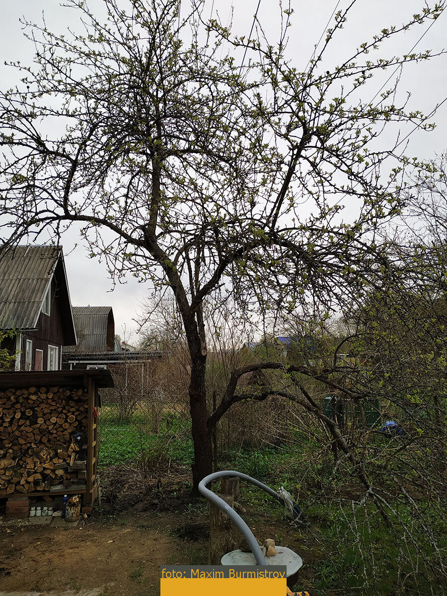 Наша волшебная груша.