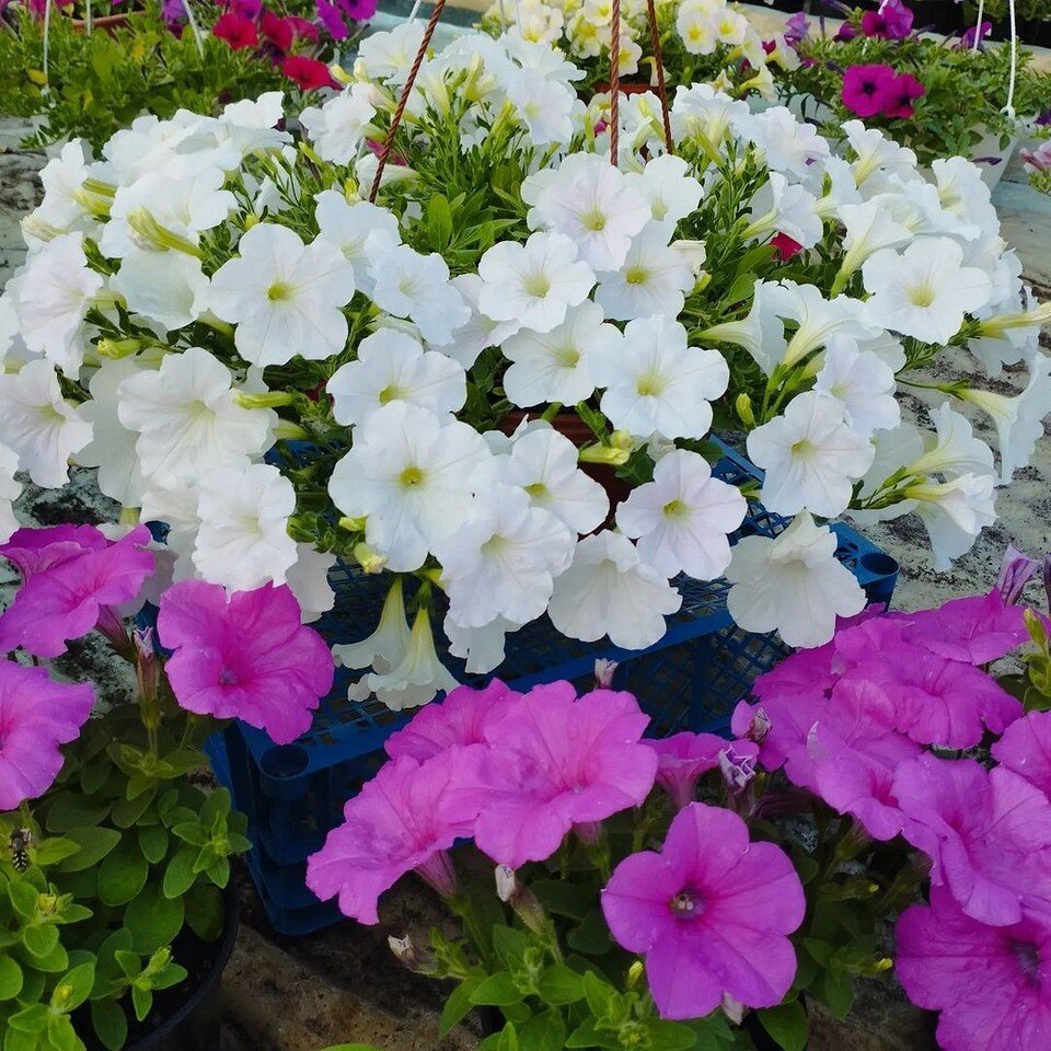      petunias_victoria