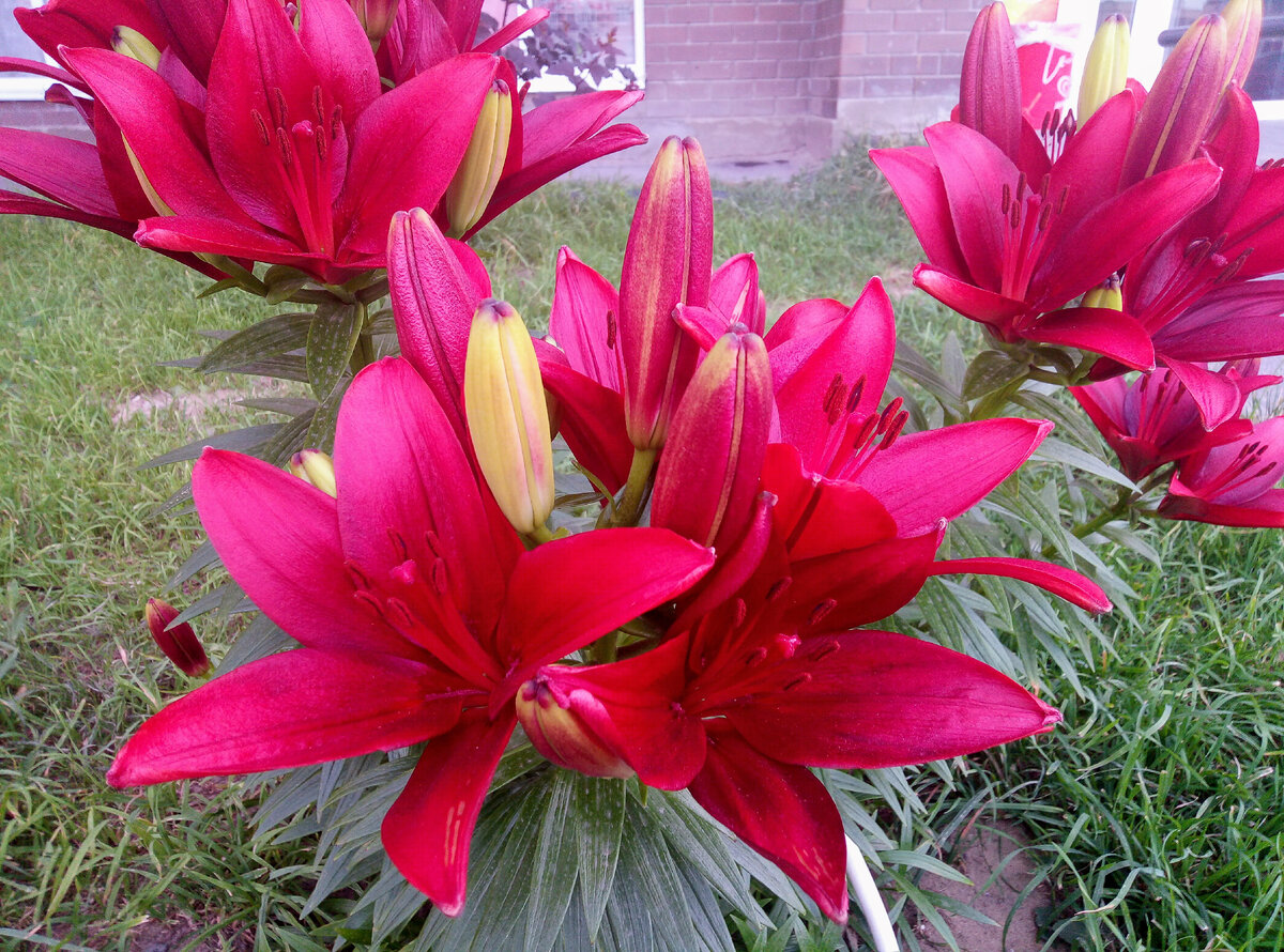 Такие цветы недалеко от нашего дома растут. Красота!