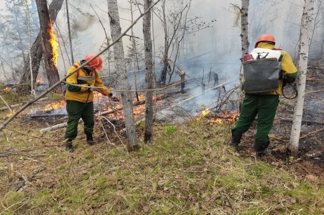    Почему в Сибири горят леса?
