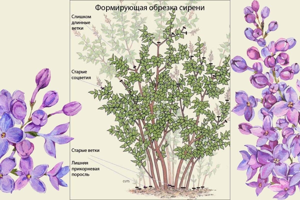 Можно ли обрезать сирень. Весенняя обрезка сирени схема. Рисунок как обрезать сирень весной. Как весной обрезать сирень Майера. Обрезка сирени после цветения.