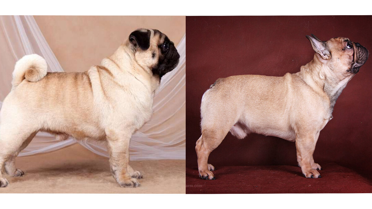 Мопс или французский бульдог? (Фото из Интернета)