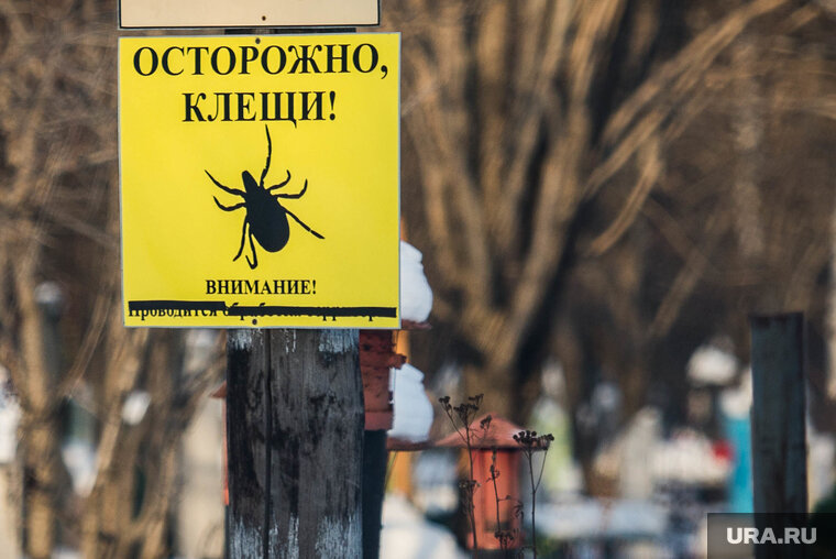    17 жителей области заразились клещевым энцефалитом