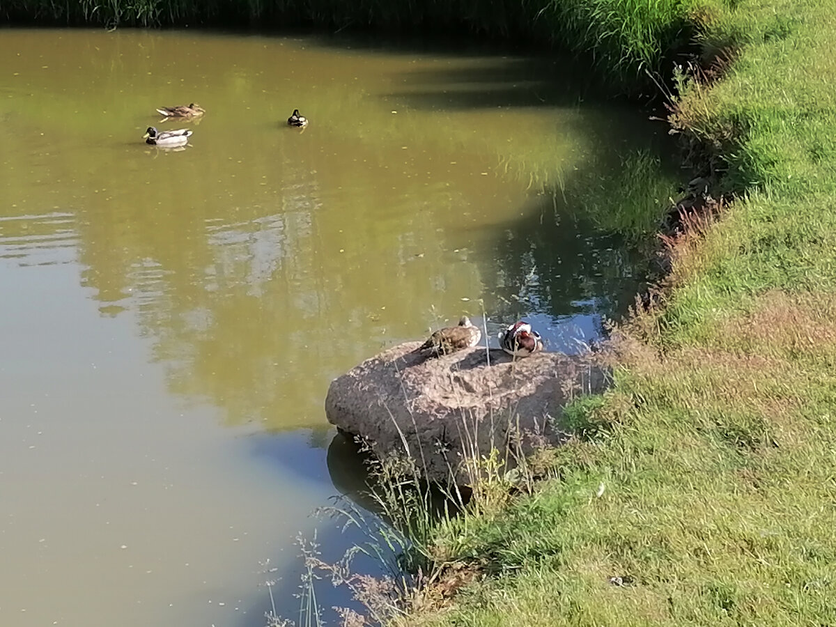 Видите мандаринку? Нет? А она есть.