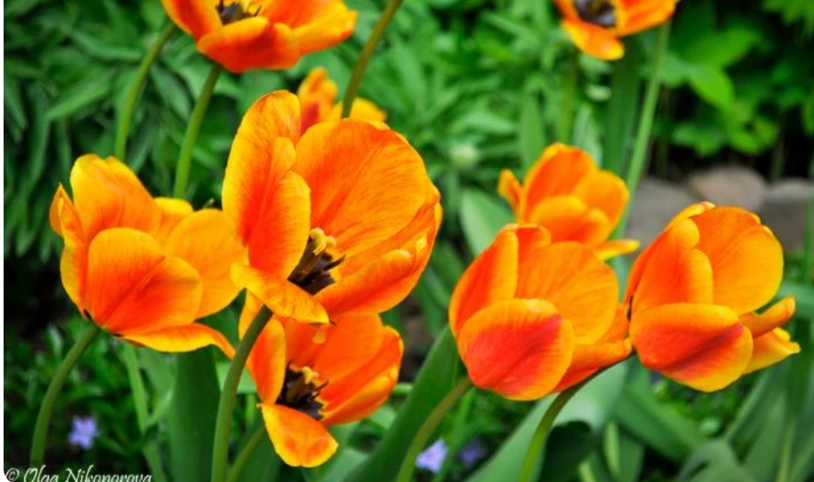 Когда выкапывать тюльпаны после цветения: рекомендации по выкопке и хранению луковиц