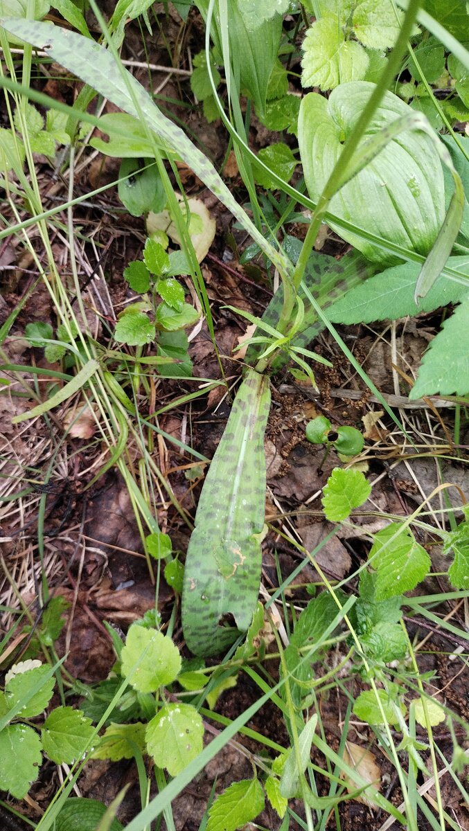 На втором фотоснимке в галерее — цветок ятрышника, лесной орхидеи.
