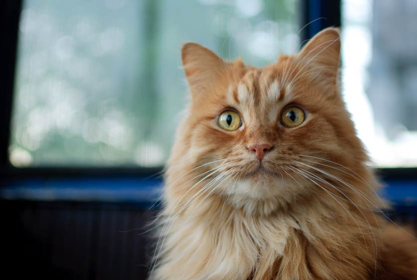 Правда ли, что все рыжие кошки - самцы? | Хвостатые секреты: все об уходе  за кошками | Дзен