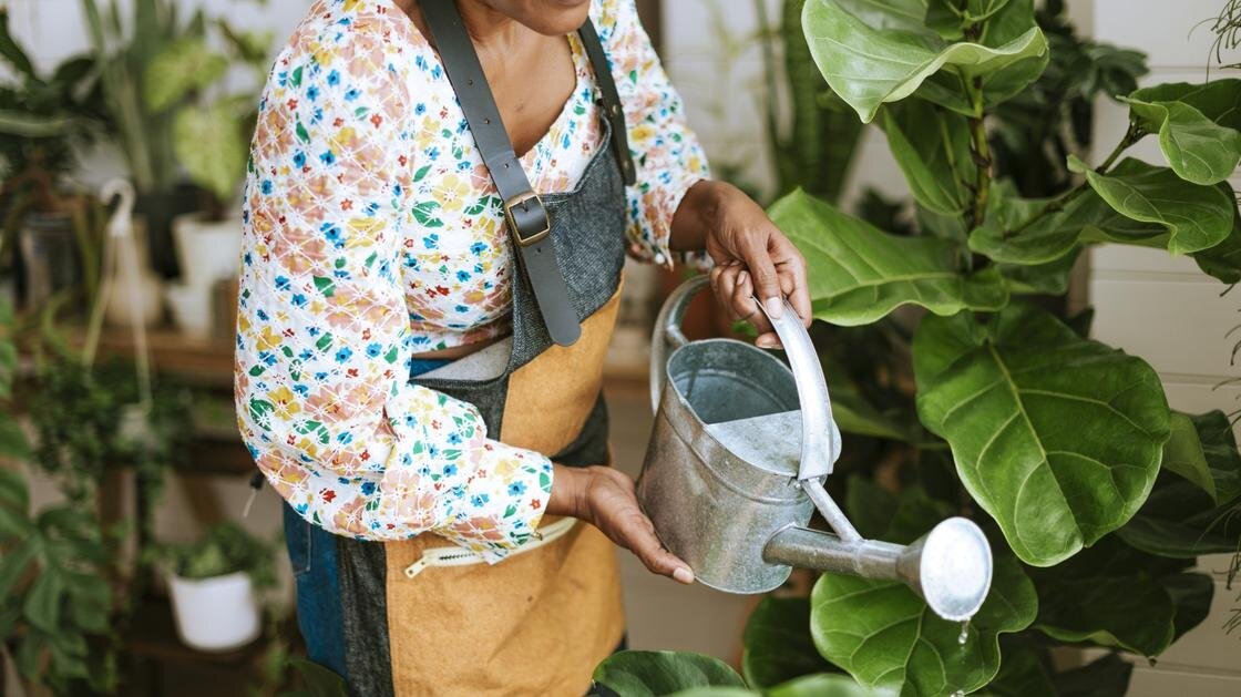    Женщина в фартухе поливает из лейки комнатное растение с большими темно-зелеными кожистыми листьями:Freepik