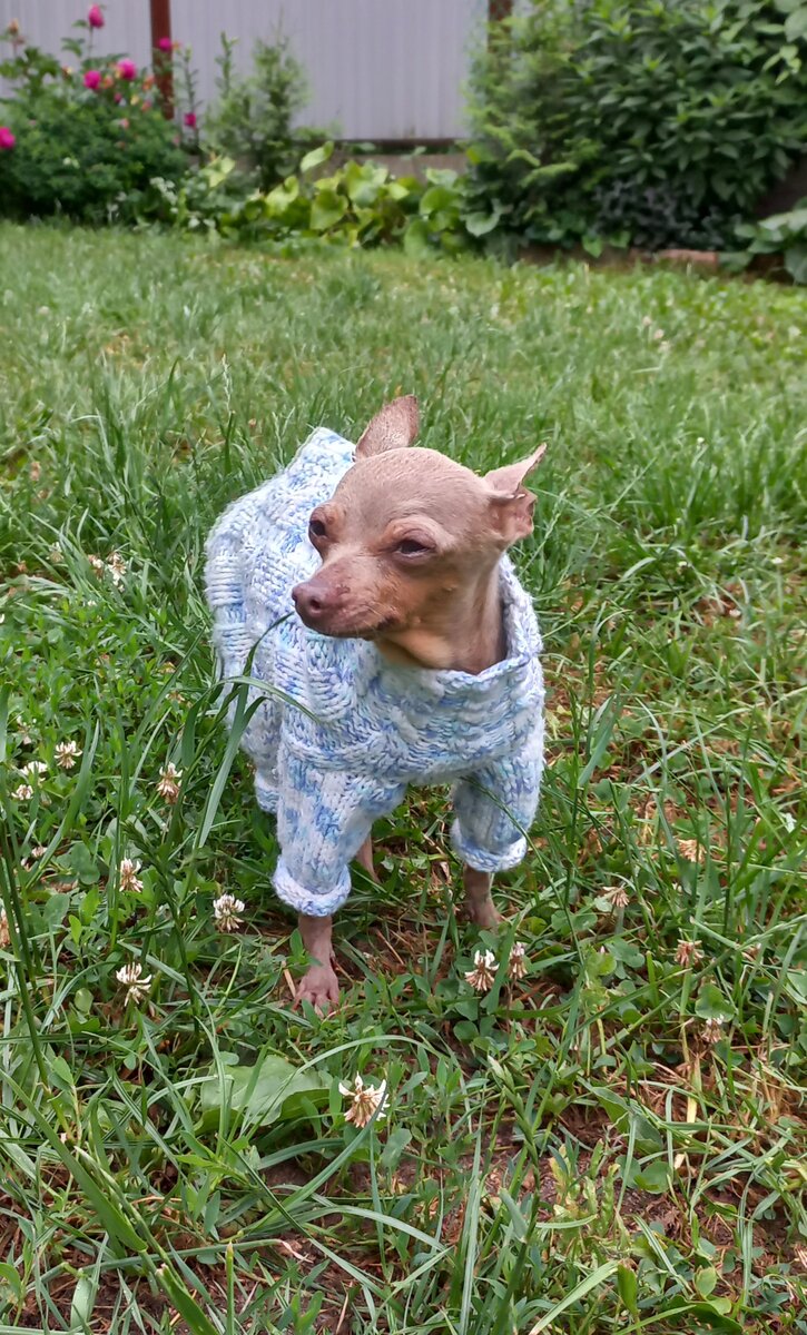 Скарадомка Я Невероятно Красивая ( Зоря). Лилово-подпалая .Д.р 19.10.2008.