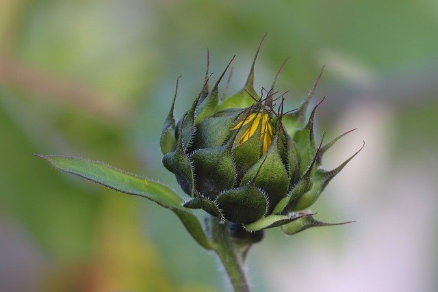 Фото: pixabay.com 