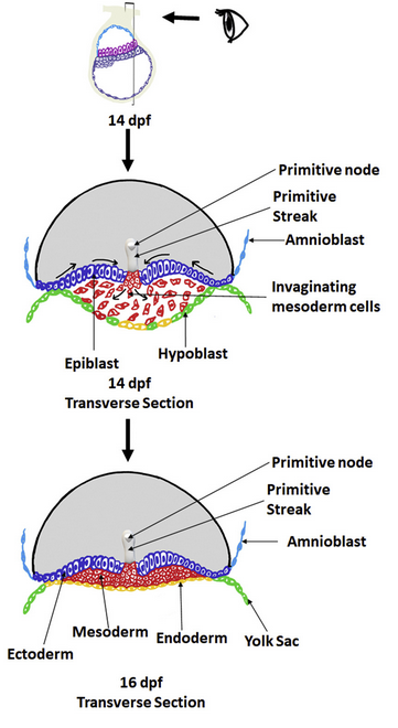     Схема гаструляции на поперечном срезе Sabitri Ghimire et al. / Developmental Biology, 2021