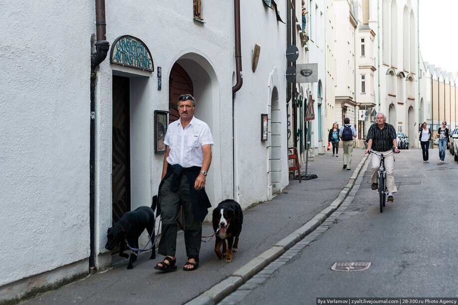 Собаки на улице ходят только на поводках
