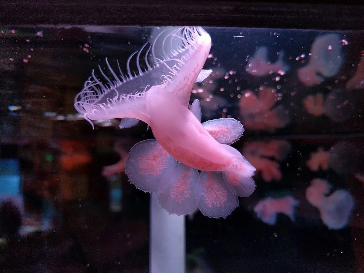 Один из видов — Мелибе Леонина выглядит довольно симпатично. Иногда его разводят в аквариумах.