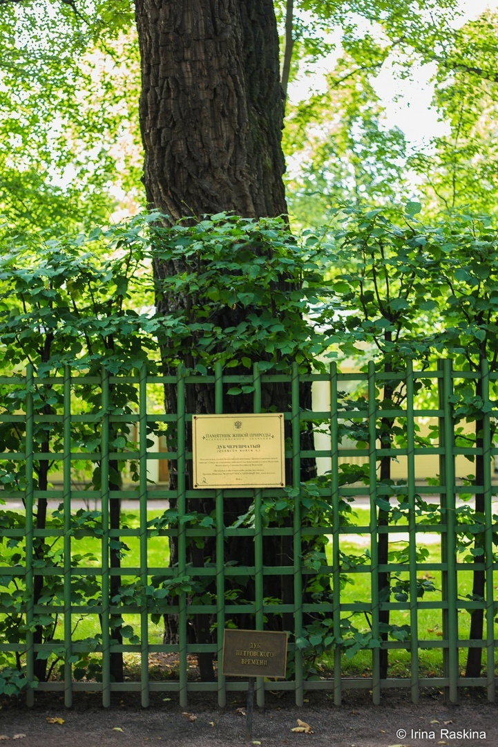 Дуб в Летнем саду. Фото: Ирина Раскина https://vk.cc/cp9hDs 