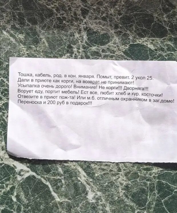 Источник фото: https://ushilapyhvost.ru/blog/43536549434/Razocharovannyie-hozyaeva-brosili-malenkogo-schenka-na-zapravke?utm_referrer=mirtesen.ru