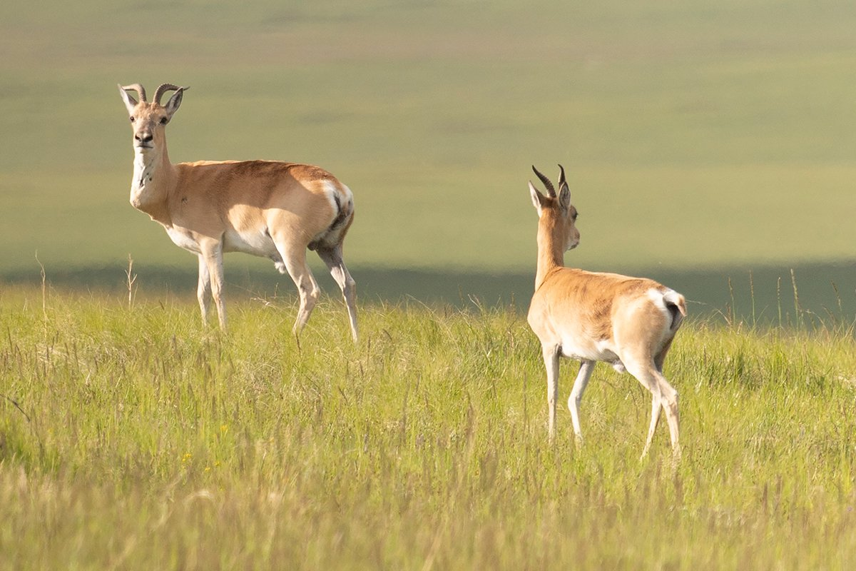 Фото из открытых источников. Дзерены.