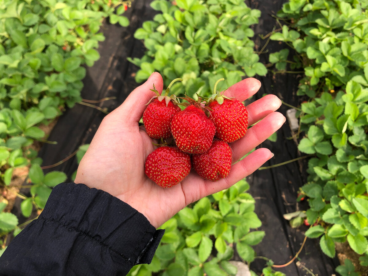 Хоней. Ягодка среднего размера