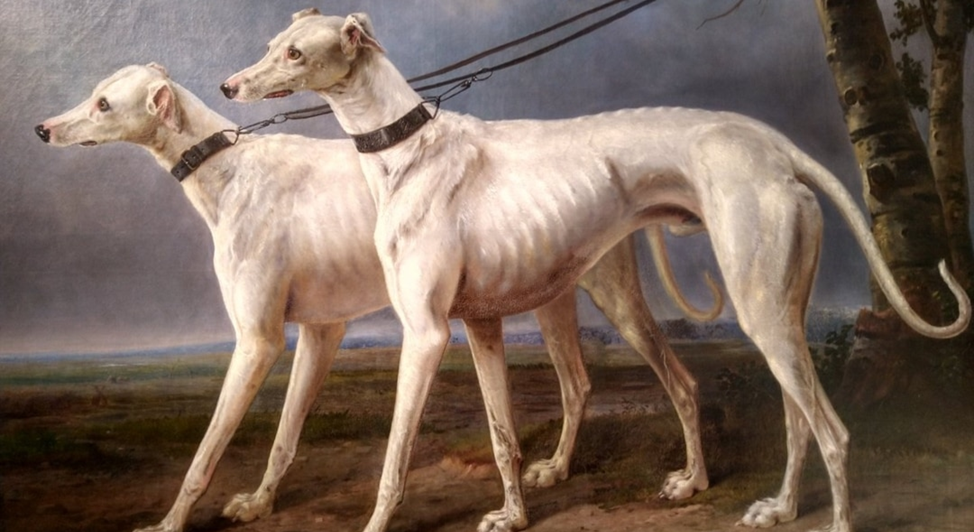 индийская рампурская борзая. карманная борзая 8 букв. азавак левретка. карманная борзая 8 букв. карманная борзая 8 букв.