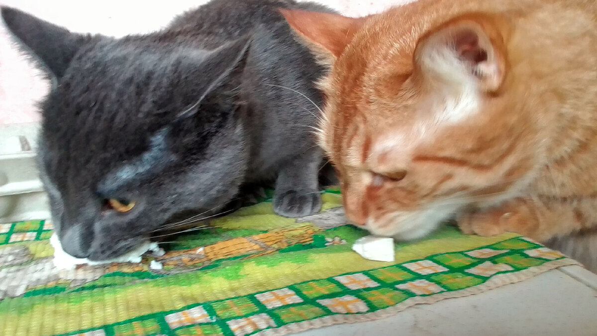 Сильвер и Рон лакомятся адыгейским сыром