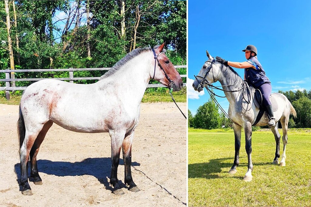    В конюшне появились жеребец Петюня и кобыла Зайка.