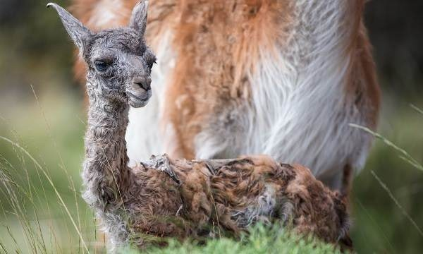 Особенно ценится шерсть ягнят. Она ещё не обладает жестким остевым волосом, оттого она ещё нежнее.