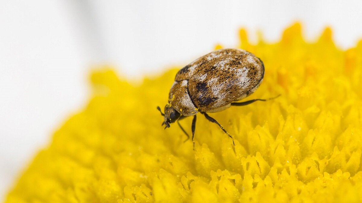    жука-кожеед