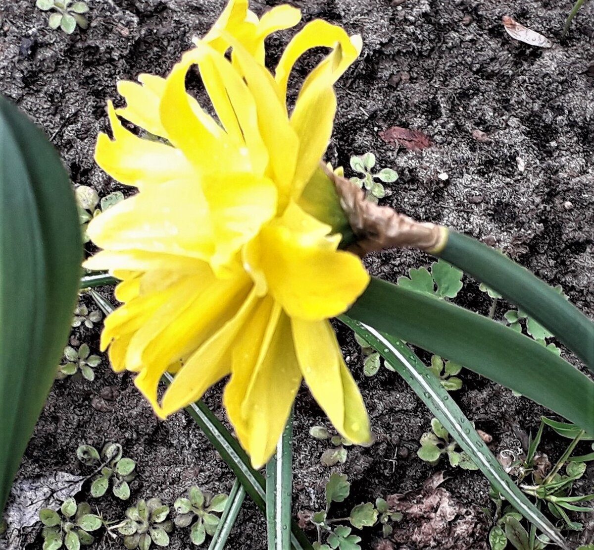 Фото автора. Нарцисс весенний. Ромашки – символа Дня семьи, любви и верности – не нашлось.)))