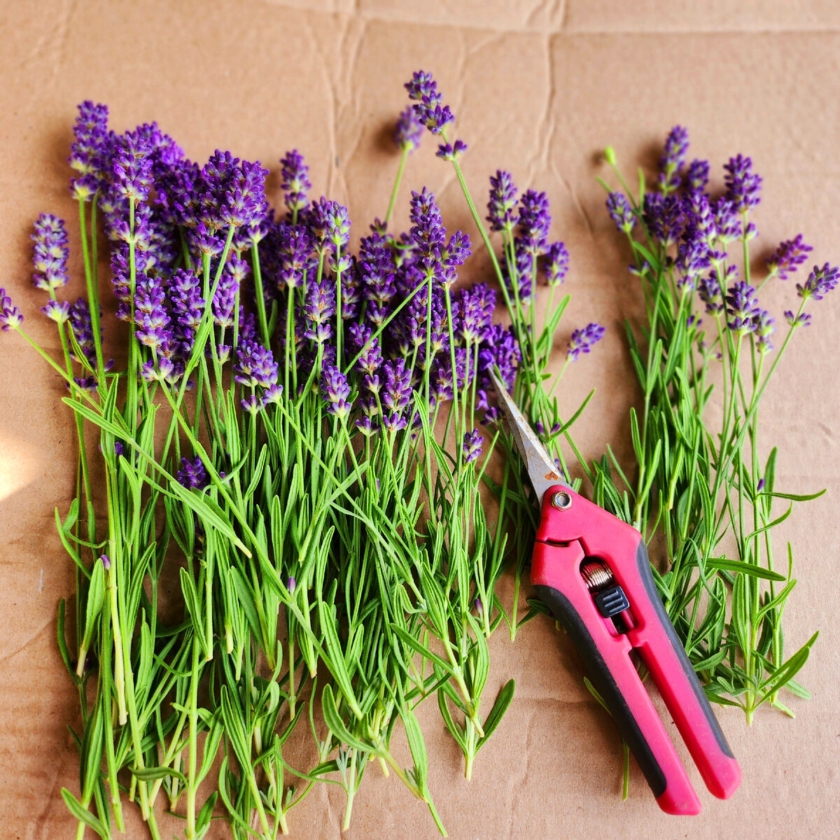 В это время окрас и аромат лаванды наиболее сильный.