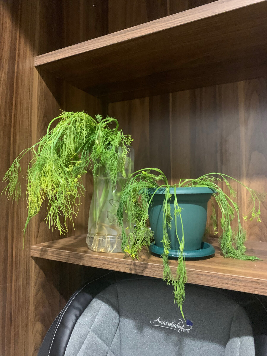 Укроп в воде и грунте, вечер первого дня.