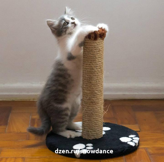 Когтеточка для кошки - действительно ли она необходима?