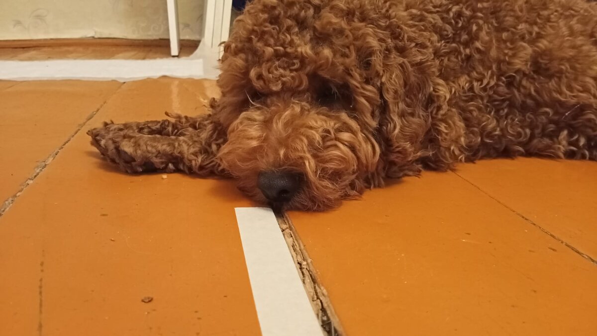 Румпель: - А я думал, это Большой каньон, а это щель в полу, оказывается. 