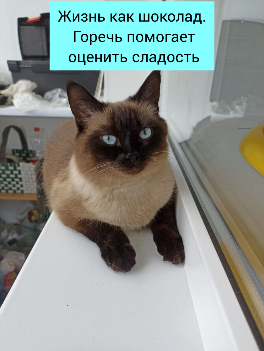 Кошка из Владимира 